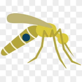 Little Fly Pebblelabs Us - Portable Network Graphics, HD Png Download - mosquito png