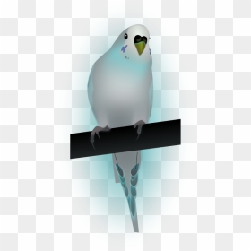 Bird,dove,dove Of Peace,peace - Birds, HD Png Download - paloma png