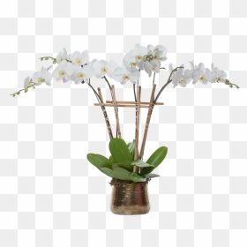Multiple Orchid Planter - Artificial Flower, HD Png Download - planter png