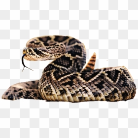 Transparent Rattlesnake Png - Dangerous Snakes, Png Download - rattlesnake png