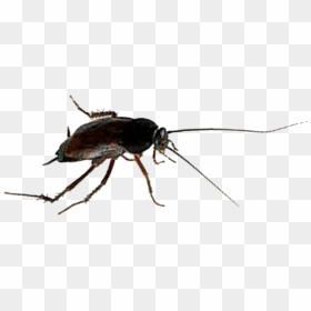 Oriental Cockroaches Are Often Called Water Bugs Because - Longhorn Beetle, HD Png Download - mosquito png