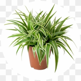 Chloropythum Comosum - Air Purifier Plants India, HD Png Download - house plant png
