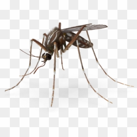 2k - Mosquito, HD Png Download - mosquito png