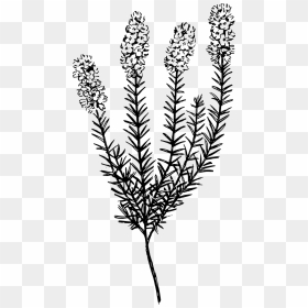 Calluna Png, Transparent Png - weed plant png