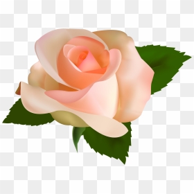 Beautiful Clipart Peach Rose - Peach Rose Clip Art, HD Png Download - single rose png