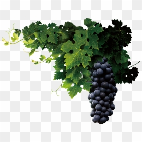 Grapevine Png Transparent - Transparent Grape Vine Png, Png Download - grape vine png