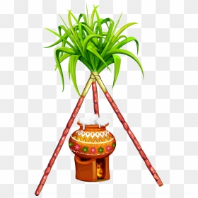 Transparent Pongal Flowerpot Houseplant Plant For Thai - Sugarcane Png, Png Download - house plant png