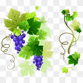 Grapevine Png Free Download - Grapevine Png, Transparent Png - grape vine png