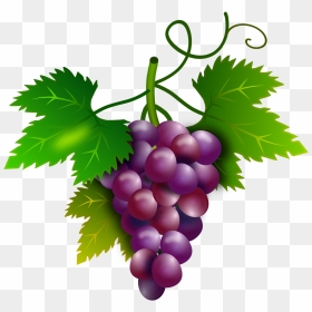 Uvas Png, Transparent Png - grape vine png