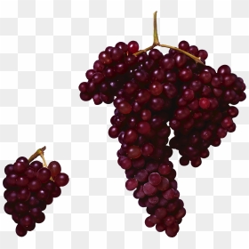 Red Grape Png Image - Red Grape Vine Png, Transparent Png - grape vine png