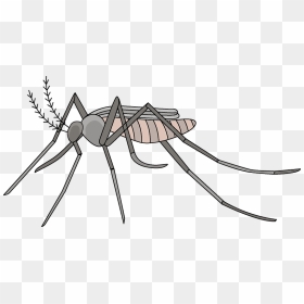 Mosquito Clipart - Mosquito, HD Png Download - mosquito png
