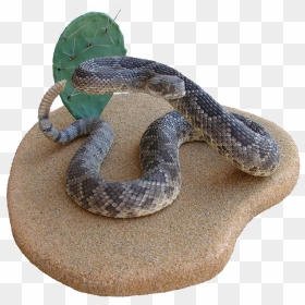 Rattlesnake Hognose Boa Constrictor Kingsnakes - Rattlesnake, HD Png Download - rattlesnake png