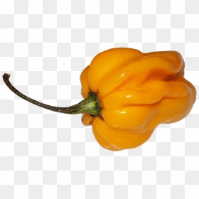 Pepper Transparent Chili Habanero, HD Png Download - chili png