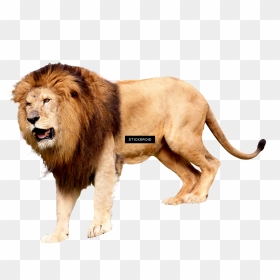 Lion Roar Png , Png Download - Lion Transparent Background Png, Png Download - lion roar png