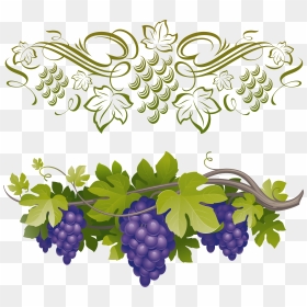 Transparent Green Grapes Clipart - Grapes On A Vine, HD Png Download - grape vine png