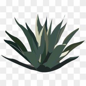 Agave Plant Tequila Png, Transparent Png - agave png
