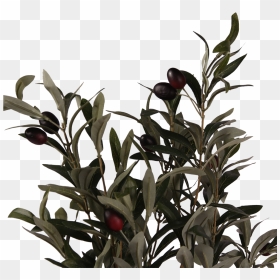 Pl64 - Twig, HD Png Download - house plant png