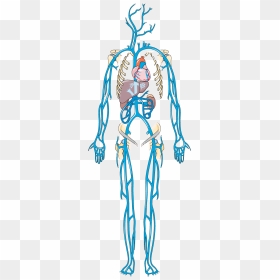 Human Veins Png - Venous Circulation, Transparent Png - veins png