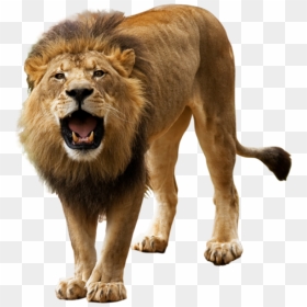 Lion Png Image - Transparent Background Lion Png, Png Download - lion roar png