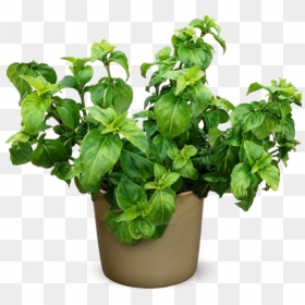 Rungia Klossii, HD Png Download - house plant png