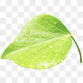 Leaves Water Green Rain - Leaf With Rain Drops Png, Transparent Png - rain drops png