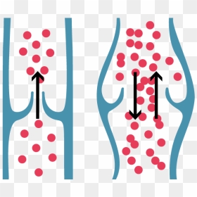 Healthy Vein Valve & Correct Blood Flow Shown On The - Vein Clipart Png, Transparent Png - veins png