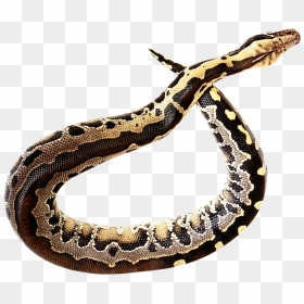 Rattlesnake Clip Art - Transparent Python Snake Png, Png Download - rattlesnake png