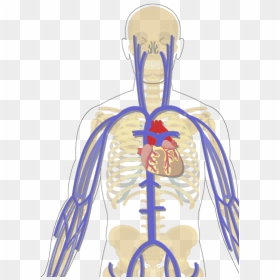 Human Veins Png - Arteries And Veins Unlabeled, Transparent Png - veins png