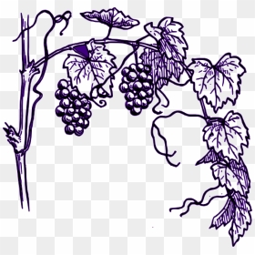 Transparent Grape Clipart - Vineyard Clipart, HD Png Download - grape vine png