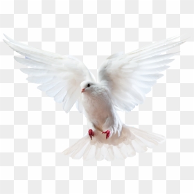 Columbidae Bird Doves As Symbols Domestic Pigeon - Holy Spirit Dove Png, Transparent Png - white dove png