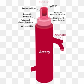 Difference Between Artery And Vein - Parts Of The Artery, HD Png Download - veins png