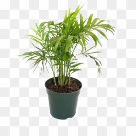 Bamboo House Plant Inspiring Flowerpot Bamboo Houseplant - Flowerpot, HD Png Download - house plant png
