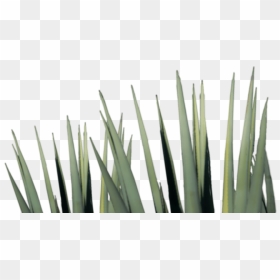 Agave Tequila Png , Png Download - Agave Tequila Png, Transparent Png - agave png