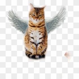 #flying Cat - Cat Sitting On A Table, HD Png Download - flying cat png