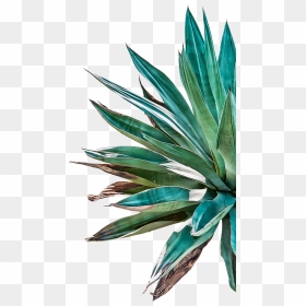 Aloe Drawing Blue Agave Plant - Agave Vector Png, Transparent Png - agave png