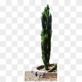Spruce Mediterranean Cypress Evergreen Tree Planter - Cypress Tree Png, Transparent Png - planter png