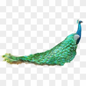 Asiatic Peafowl Feather - Peacock Feather Png, Transparent Png - peacock png