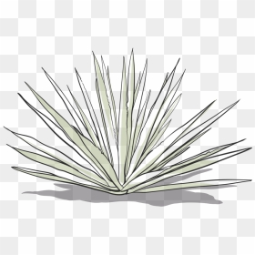 Transparent Agave Png - Agave Azul, Png Download - agave png