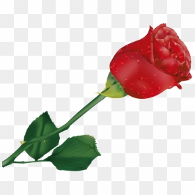 Transparent Single Rose Clipart - Beautiful Single Rose Flower, HD Png Download - single rose png