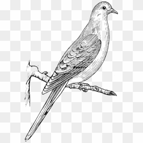 Mourning Dove Clip Arts - Dove Clipart Black And White Png, Transparent Png - white dove png