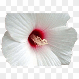 15 White Hibiscus Flower Png For Free Download On Ya - Portable Network Graphics, Transparent Png - hawaiian flower png