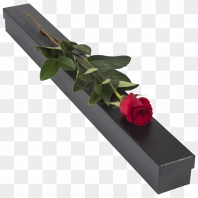 Single Red Rose- Presentation Box - Single Rose In Presentation Box, HD Png Download - single rose png