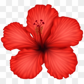 Red Hibiscus Png, Transparent Png - tropical flowers png