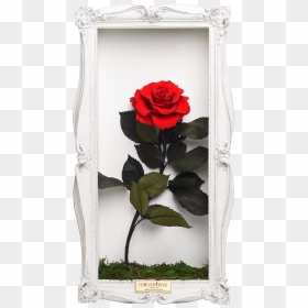 Wall Frame - Rose In Wall Png, Transparent Png - single rose png
