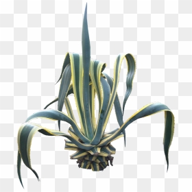 Free Pictures Of Ornamental Tropical / Subtropical - Agave Americana Png, Transparent Png - agave png