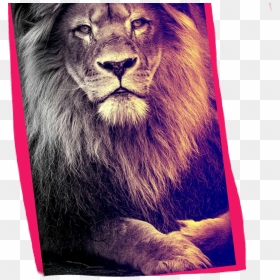Lion Roar Hearmeroar Clipart , Png Download - Lion Wallpaper 4k Phone, Transparent Png - lion roar png
