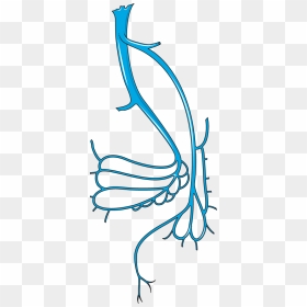 Transparent Veins Clipart - Vein Clipart, HD Png Download - veins png