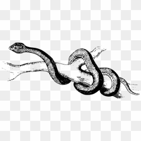 Spearhead Snake - Coiles Snakes, HD Png Download - rattlesnake png