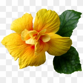 Yellow Hibiscus Flower Png , Png Download - Real Yellow Flowers Png, Transparent Png - hawaiian flower png