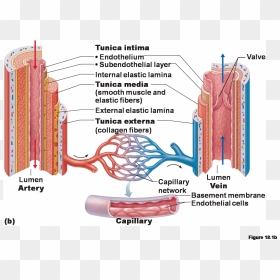Structure Of Blood Vessels Diagram, HD Png Download - veins png